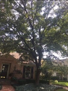 front of brick house with big trees