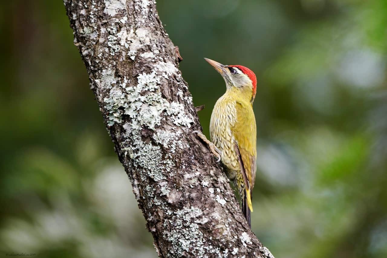 A woodpecker perched on a tree.
