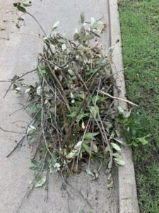 A pile of tree limbs with green leaves.