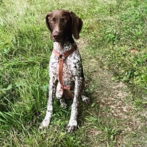 German Shorthaired Pointer.