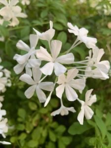 Close up of white flowers.