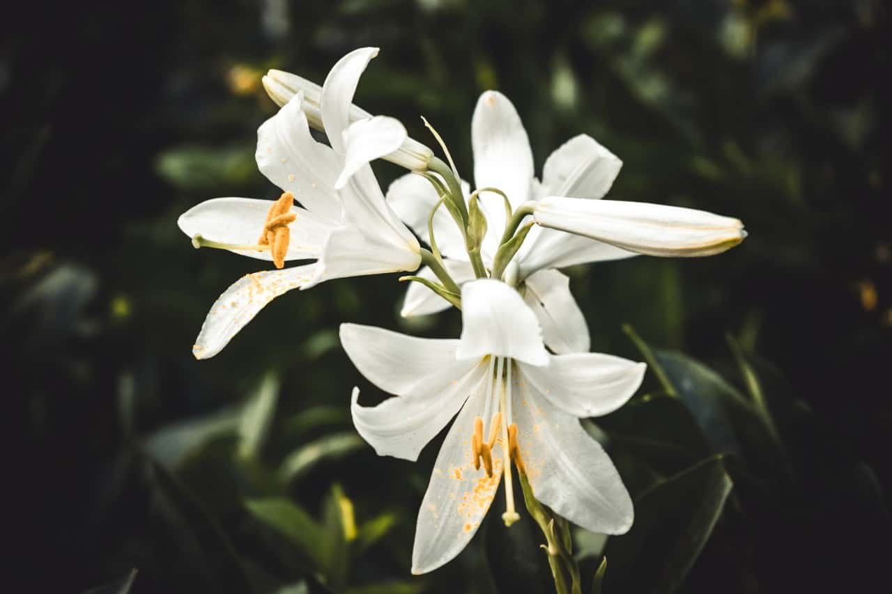 White lilies with green leaves.