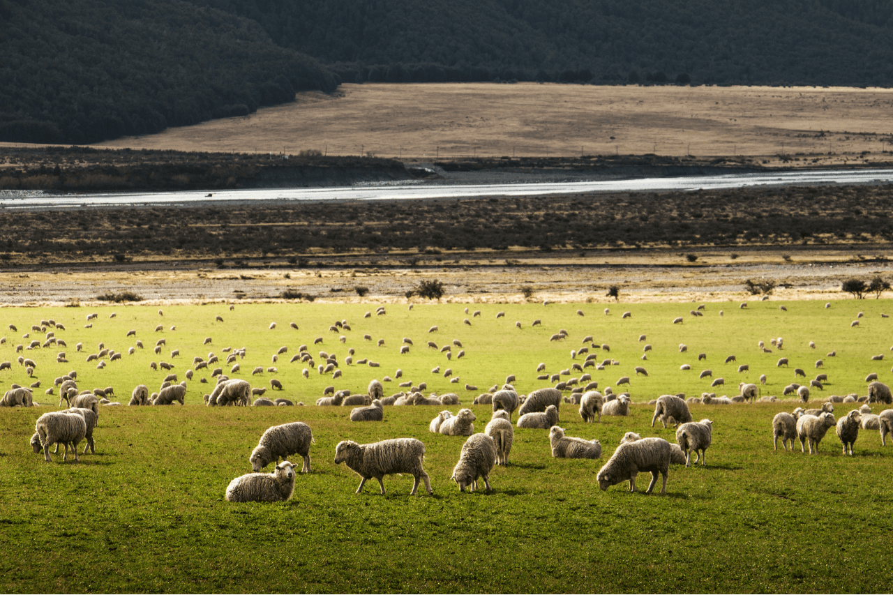 A flock of sheep in a pasture.