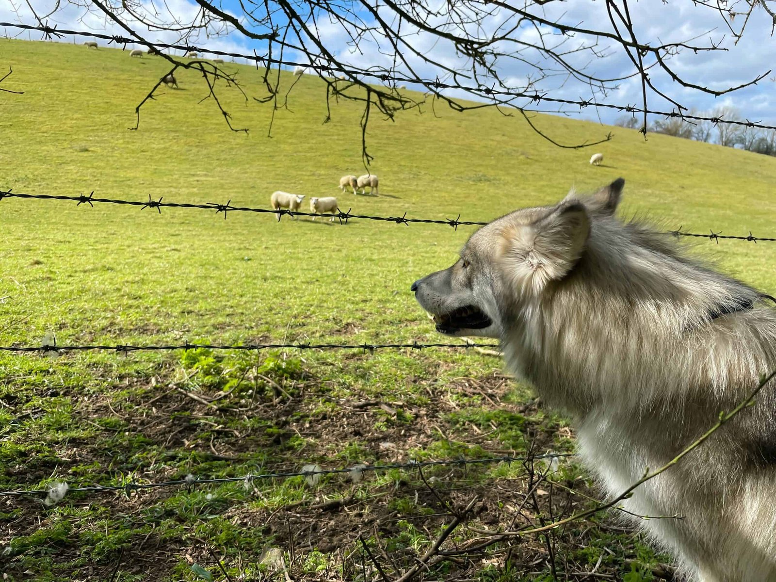 wolf watching sheep