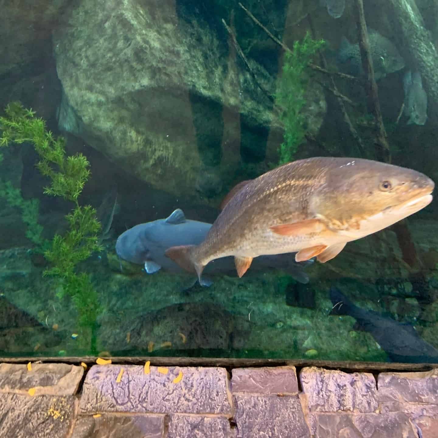 small blue fish swimming in tank with a light colored larger fish.