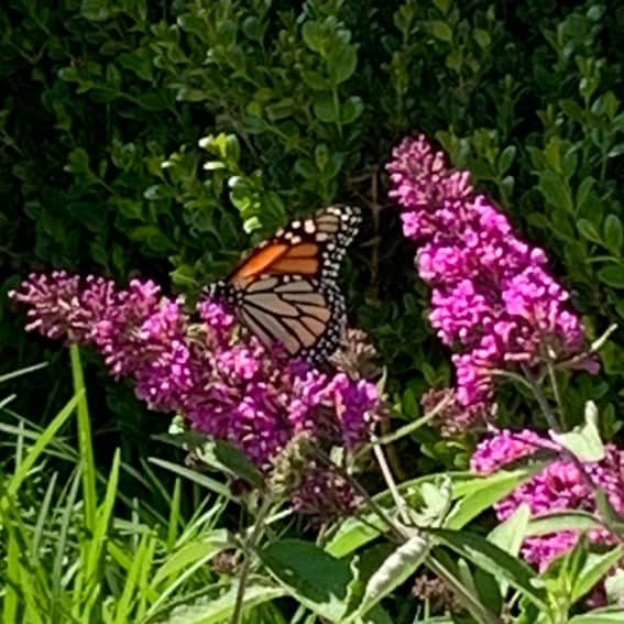 orange & black butterfly on the purple flowers of a Butterfly Bush
