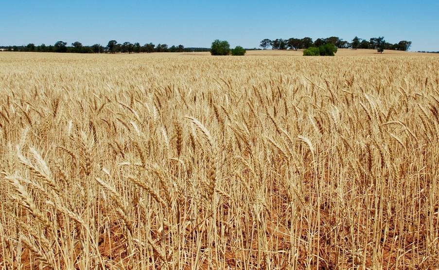 Wheat field with tree line in the far distance and blue skies